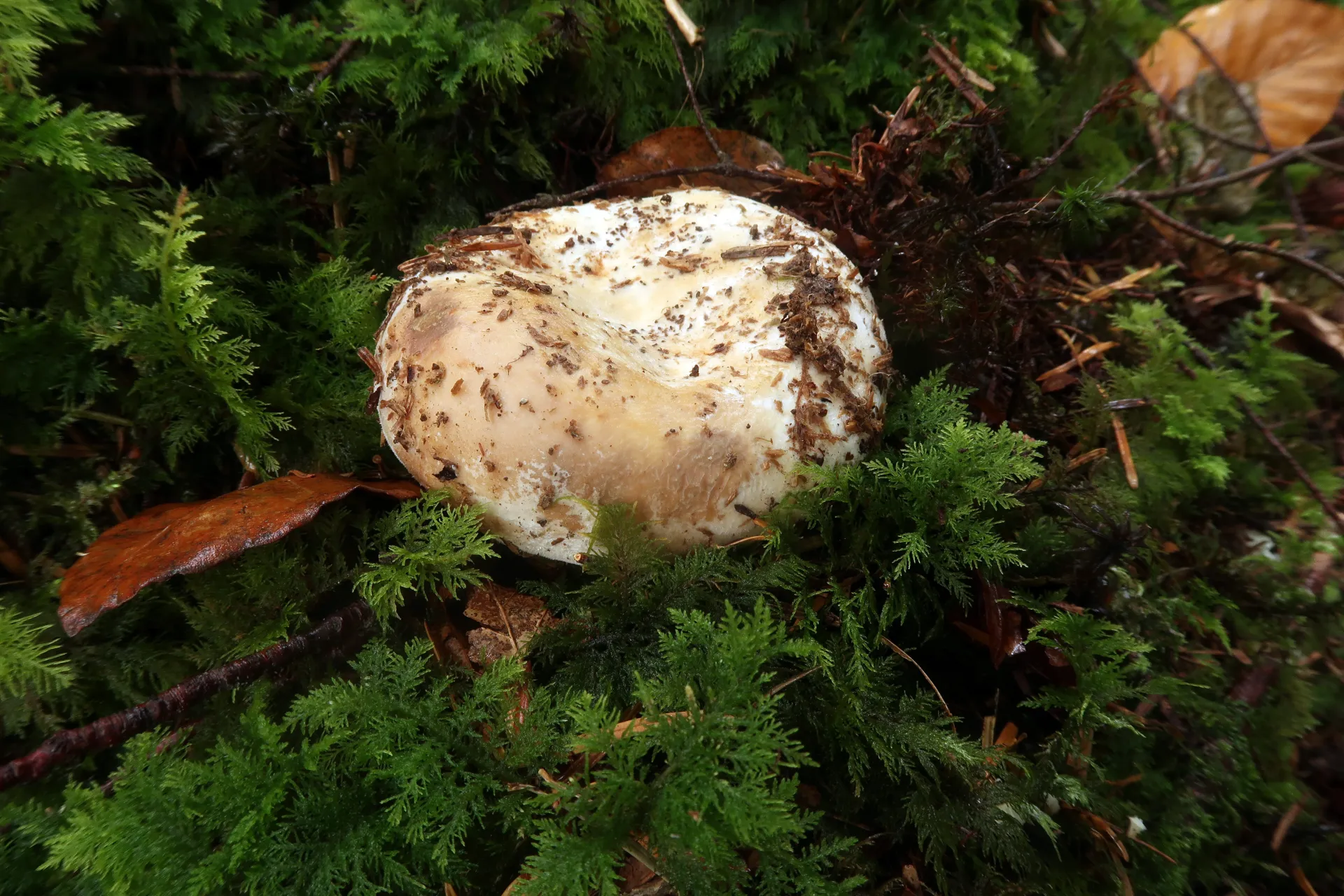 Lactifluus vellereus - 1 - IMG_0317